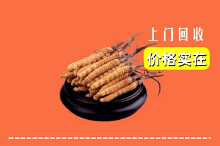 汝州市回收冬虫夏草
